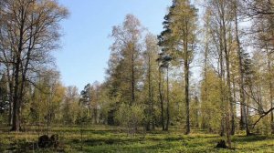 Идёт-гудёт Зелёный Шум, Некрасов Н. (фрагмент стихотворения)