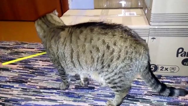 Коты играют в домике. Домик из коробок для кошек.