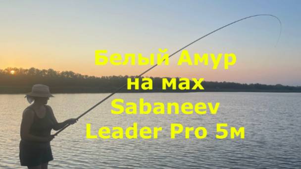 Огромный Белый Амур на маховую удочку Sabaneev Leader Pro Максим Балаев