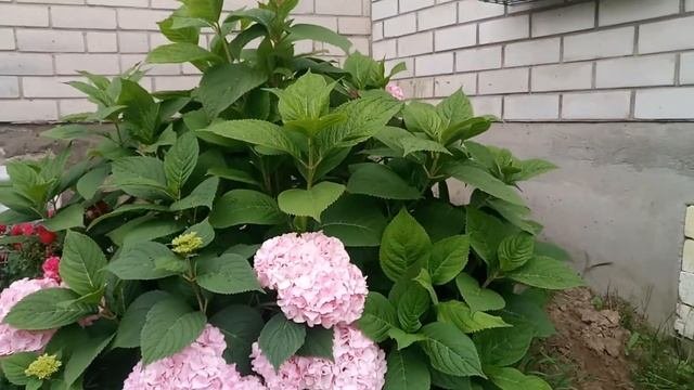 ???Крупнолистная гортензия 