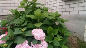 ???Крупнолистная гортензия "вечное лето"!???