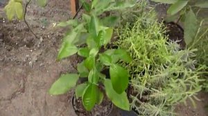 Высаживаем Мушмулу в грунт в теплицу 02.01.2022