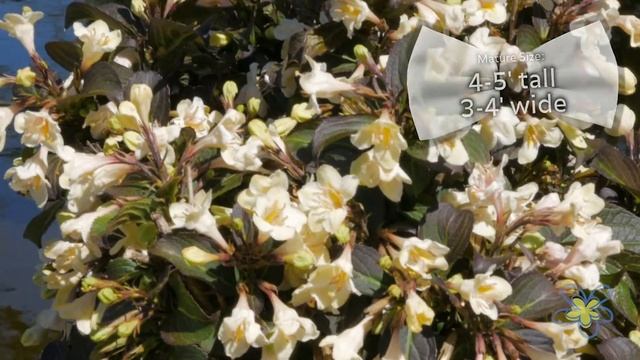 Meet Tuxedo Weigela смотреть онлайн