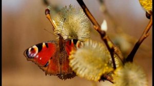 Как насекомые готовятся к зиме