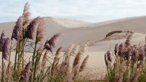 Пишу с ощущением странной боли... / Фернандо Пессоа