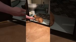 Чихуахуа не хочет гулять