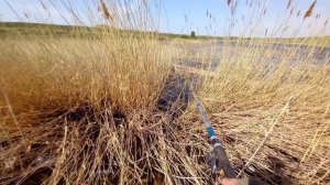 Такого клева карпа на поплавок я ещё не видел!!! Ловля крупных карпов в камышах.