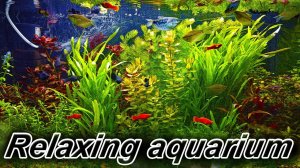 Relaxing aquarium 4K! Красивые аквариумы с рыбками 4К