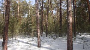 Ориентирование в тайге, просека и квартальный столб