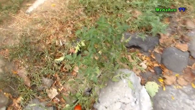 Египетский лук в Украине!!! Какой он, чтобы не спутать смотреть онлайн