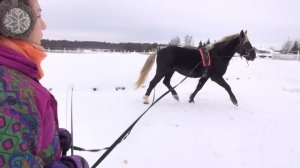 Работа лошади на вожжах. Какие преимущества?