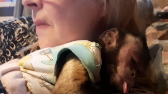 Жизнь с обезьянами /макака Федя, капуцины Ульяна и Милана #monkey #обезьяна #petmonkey