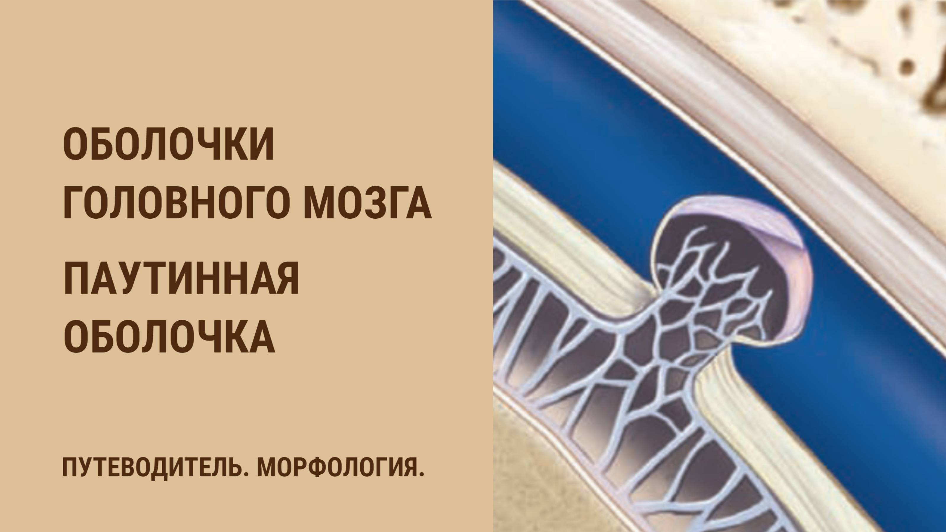 Оболочки головного мозга. Паутинная оболочка