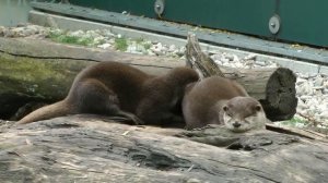 ZOO Vienna - Austria [ Tiergarten Schönbrunn ]