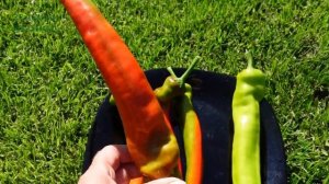 Перец острый КРОЛИЧЬИ УШИ F1. Обзор сортов ПЕРЦЕВ!