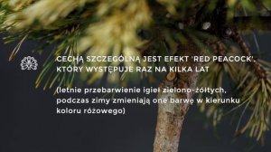 BILLABONG - sosna hakowata (Pinus uncinata 'Billabong') - paskowana sosna