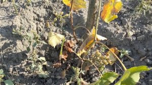 Виноград Дублянский Сорт винограда для ленивых Ленивый виноград Дублянский виноград сельская жизнь