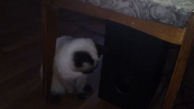 Мышка смотреть онлайн