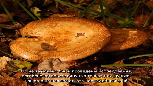 Грибы свинушки — съедобные и несъедобные: разновидности, когда появляются, описание, фото. Грибы с.