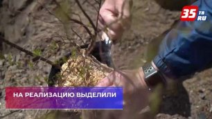 Футболисты высадили деревья в зоне отдыха у стадиона «Динамо» в Вологде