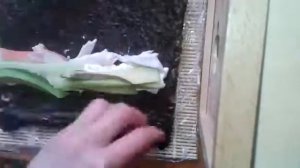 Роллы со стружкой тунца