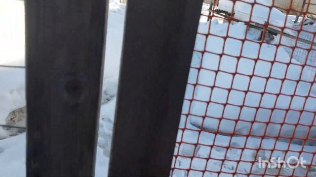 Петух Барневельдер серебро переселился в семью.Хороший оплод яйца у Марана и Левенских ситцевых. смотреть онлайн