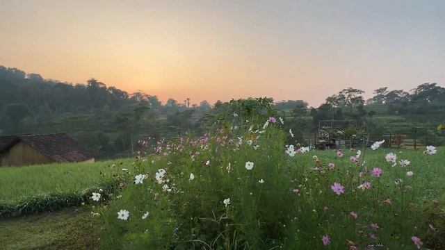 RUSTIC MARKET TRAWAS // IDE BAGUS BUAT HEALING // EUROPE VAN JAVA // Jejak Mila смотреть онлайн