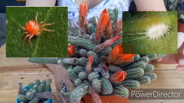 Cactus Echinopsis Chamaecereus Cactus cacahuete