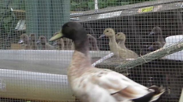 Khaki Campbell Drakes come to meet new Little Ducks 1 смотреть онлайн