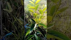 Хурма Россиянка. Прищипка побега канкурента. Дерево номер один.