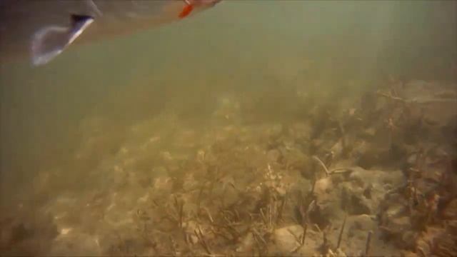 Неподражаемый Майкл Китон и великолепный трофей. Рыбацкое сокровище (BUCCANEERS AND BONES) смотреть онлайн