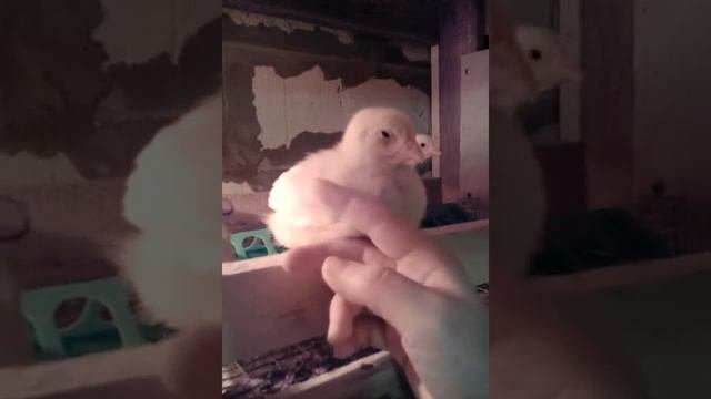 Цыплята- бройлеры