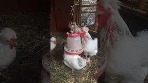 Русские хохлатые куры. Осень 2022.