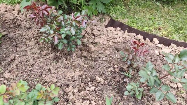 Обустройство клумбы с розами. смотреть онлайн