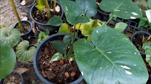 ตนไมออนไลน ขายไดไหม EP.01 ออมชมพ 290