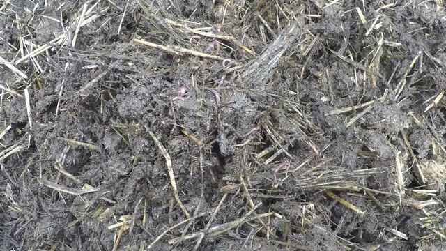 Инструкция разведения и выращивания дождевых червей в домашних условиях. Ящичный метод. смотреть онлайн