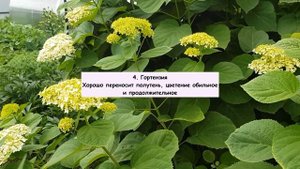 10 самых неприхотливых в выращивании многолетних растений в моём саду