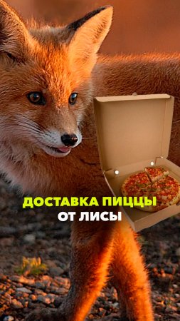 Экологичная доставка в Москве: лиса несет детенышам что-то вкусное. Все в дом, все в дом!