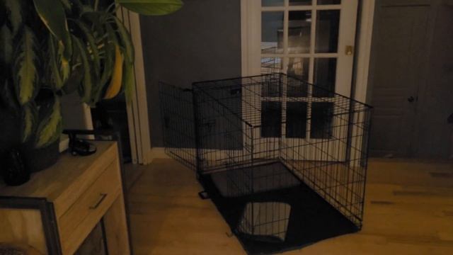 Богдан сегодня спасал коврик от собаки. Сибирская хаски бушевала смотреть онлайн