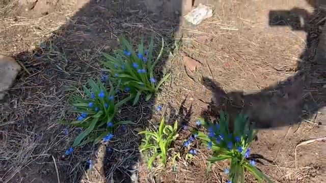 Ради кого встаю в 5 утра//Кролики и крольчата//Дела огородные// смотреть онлайн