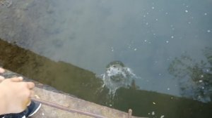 Огромный ГОЛАВЛЬ на крючке!!Река САЛГИР!рЫБАЛКА НА РЕКЕ САЛГИР!!