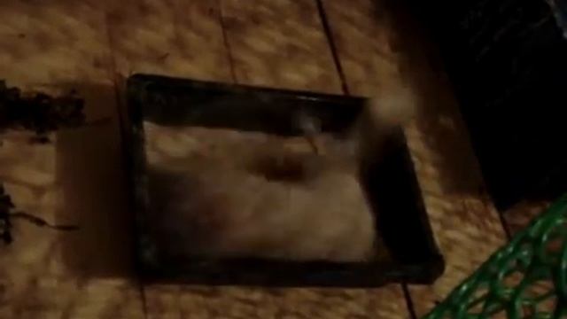 Белка купается в песке смотреть онлайн