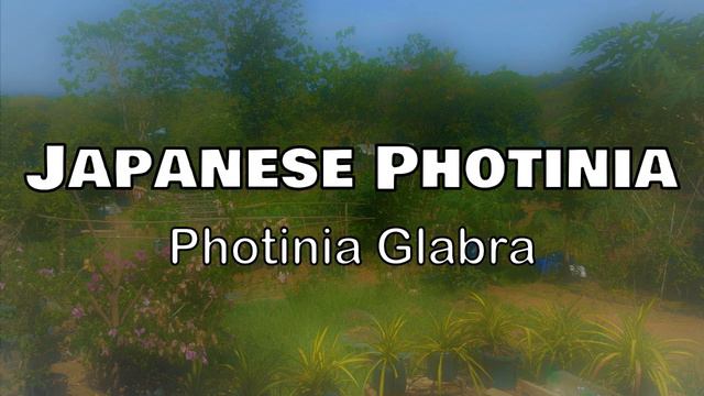 Ornamental Plants The Philippines With Names Including Scientific Name Part 8 смотреть онлайн