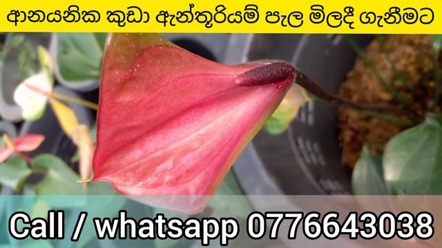 anthurium wagawa sinhala | ආයිත් නම් වගාව අනතුරේ දාගන්න එපා | beautiful anthurium смотреть онлайн