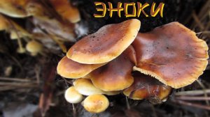 Эноки по Волгоградски или Фламмулина бархатистоножковая