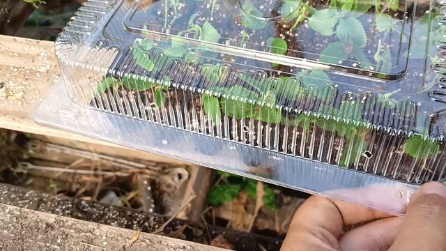 Акалифа или лисий хвост размножение черенкование смотреть онлайн