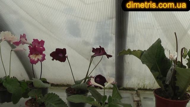 Ноябрь 2011г Стрепсы Диметрис смотреть онлайн