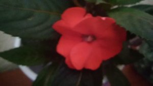 Обзор новинок цветов