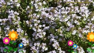 Тимьян (Чабрец) обыкновенный Прекомпа. Краткий обзор, описание thymus vulgaris Precompa