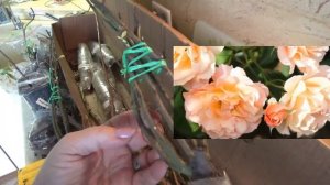 Покупка саженцев в  интернет-магазине.  Обзор посылки .Качество саженцев. Плодовые и